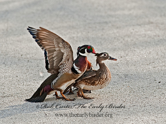 Aix sponsa  WOOD DUCK 8021523