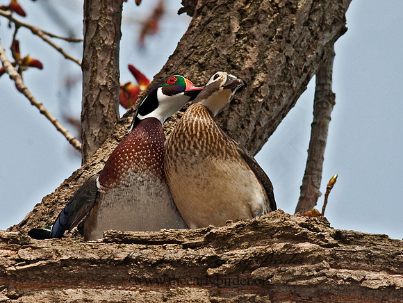 Aix sponsa  WOOD DUCK 8021531