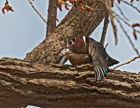 Aix sponsa  WOOD DUCK 8021539
