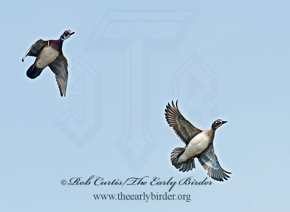 Aix sponsa  WOOD DUCK 8021745