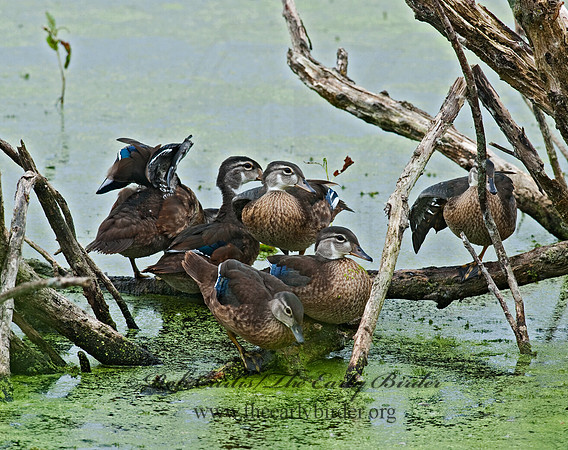 Aix sponsa  WOOD DUCK 8022953