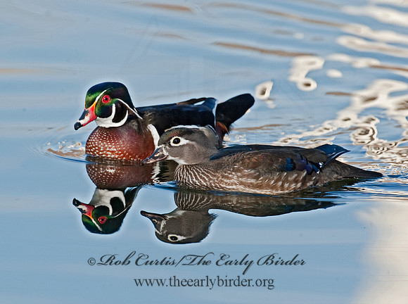 Aix sponsa  WOOD DUCK 8025028