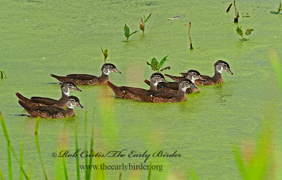 Aix sponsa  WOOD DUCK 8022955