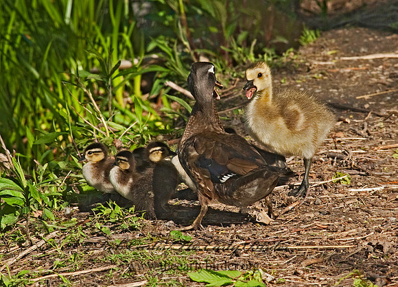 Aix sponsa  WOOD DUCK 8025577