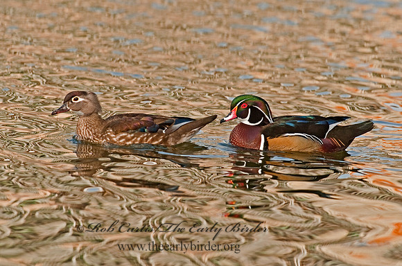 Aix sponsa  WOOD DUCK 8025131