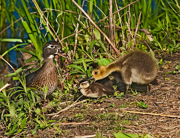 Aix sponsa  WOOD DUCK 8025581