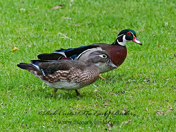 Aix sponsa  WOOD DUCK 8030838