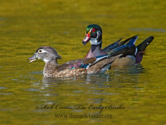 Aix sponsa  WOOD DUCK 9006658