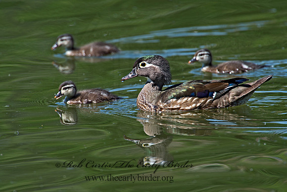 Aix sponsa  WOOD DUCK 9002048