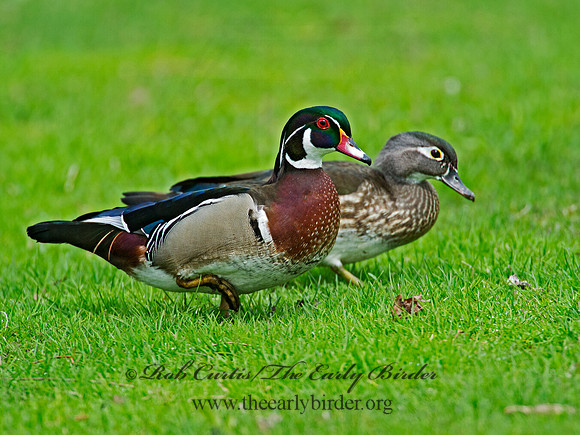 Aix sponsa  WOOD DUCK 9010334