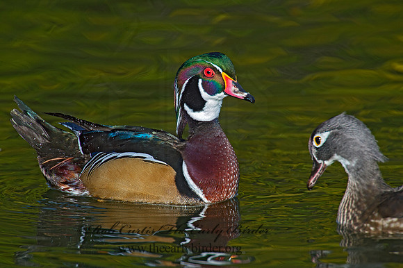 Aix sponsa  WOOD DUCK 9006237