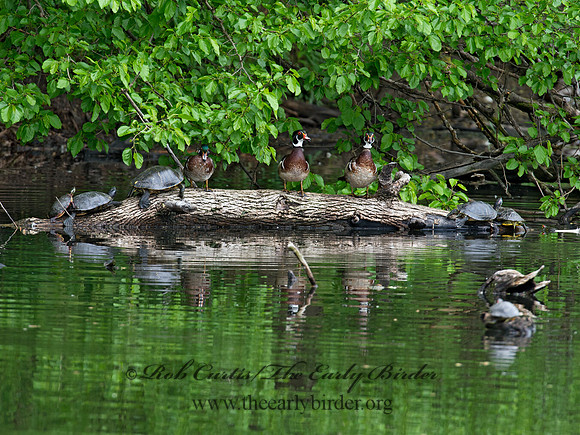 Aix sponsa  WOOD DUCK 9011924
