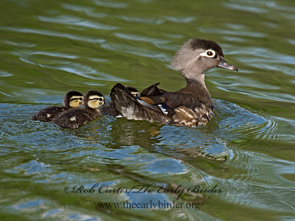 Aix sponsa  WOOD DUCK 9022534