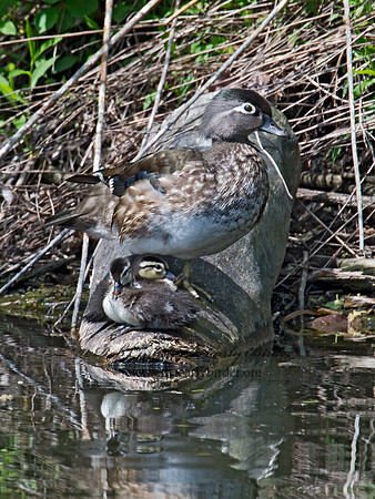 Aix sponsa  WOOD DUCK 9022572
