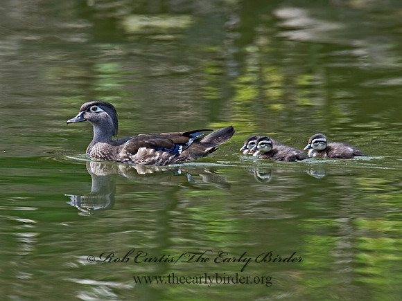 Aix sponsa  WOOD DUCK 9022576