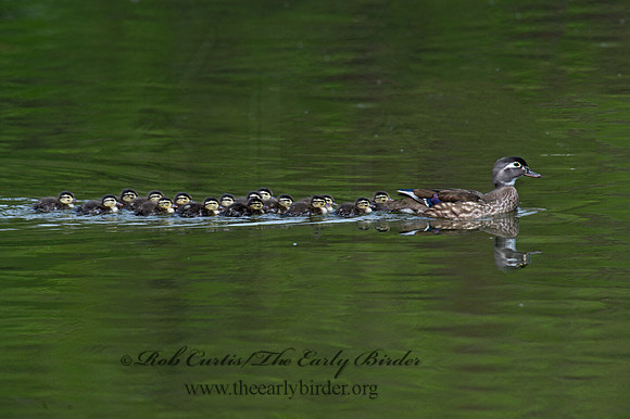 Aix sponsa  WOOD DUCK 9022597