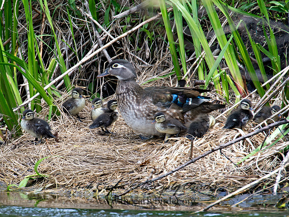 Aix sponsa  WOOD DUCK 9022601