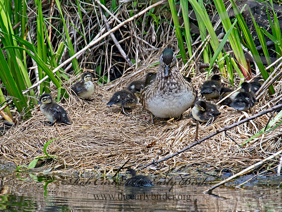 Aix sponsa  WOOD DUCK 9022600