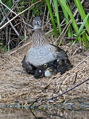 Aix sponsa  WOOD DUCK 9022617