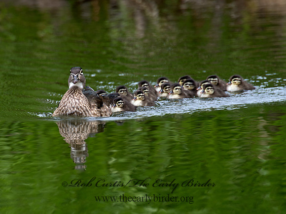 Aix sponsa  WOOD DUCK 9022624