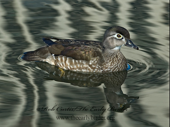 Aix sponsa  WOOD DUCK 5004954