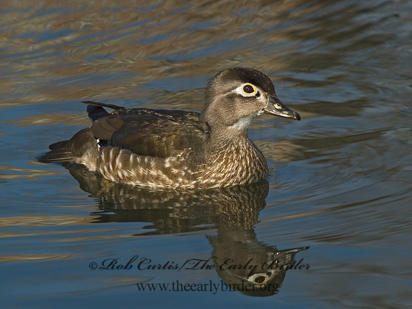 Aix sponsa  WOOD DUCK 5004936