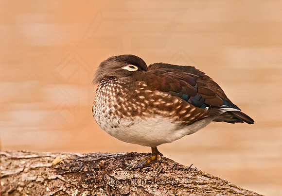 Aix sponsa  WOOD DUCK 3001421