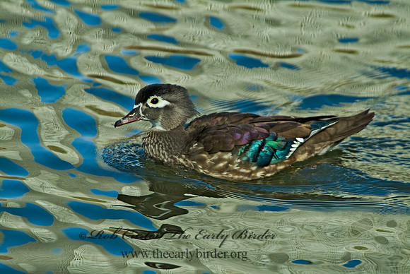 Aix sponsa  WOOD DUCK 4000047