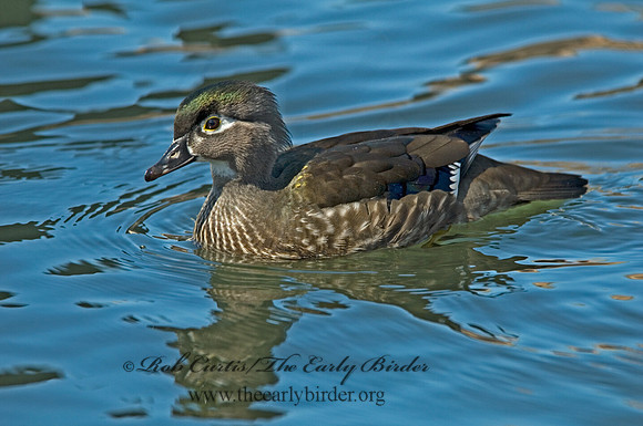 Aix sponsa  WOOD DUCK 6001509