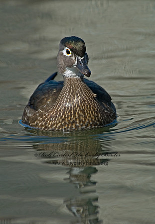 Aix sponsa  WOOD DUCK 6001524