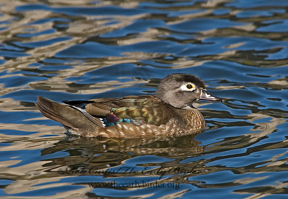 Aix sponsa  WOOD DUCK 6002964
