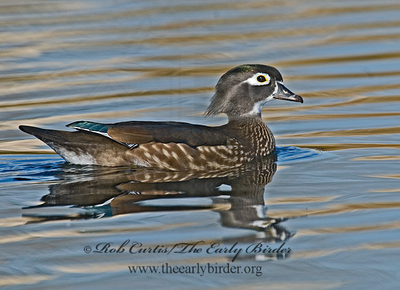 Aix sponsa  WOOD DUCK 6018077