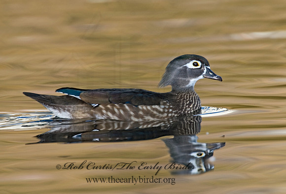 Aix sponsa  WOOD DUCK 6018076