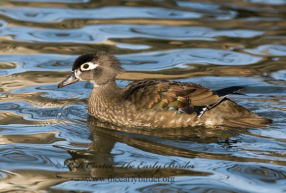 Aix sponsa  WOOD DUCK 6021712
