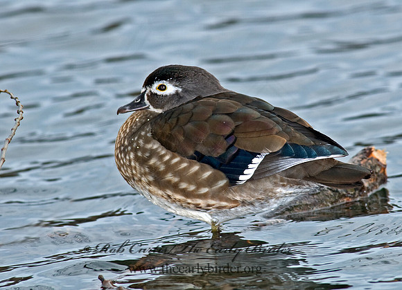 Aix sponsa  WOOD DUCK 7014191