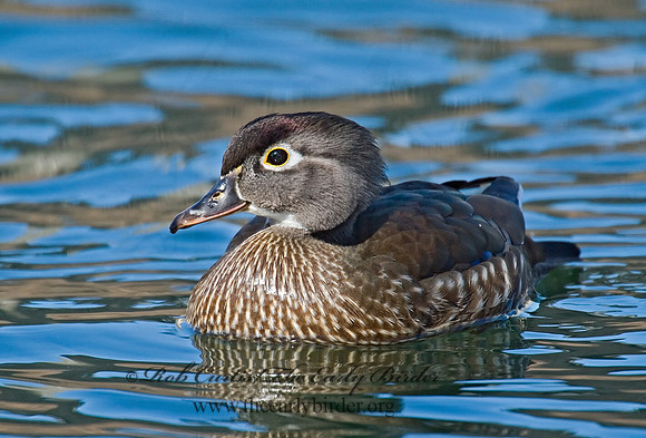 Aix sponsa  WOOD DUCK 7001254