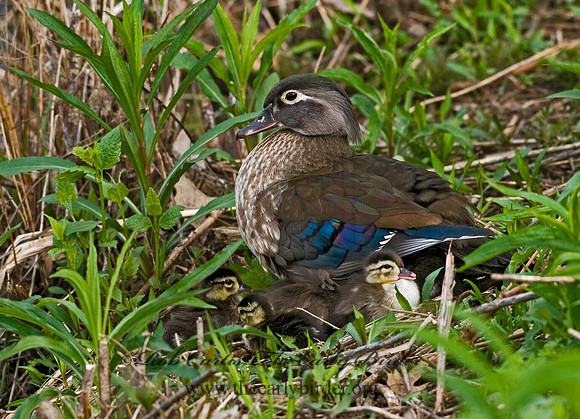 Aix sponsa  WOOD DUCK 7016217