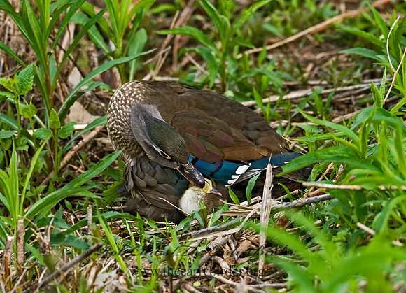 Aix sponsa  WOOD DUCK 7016223