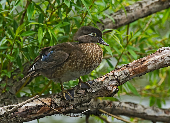 Aix sponsa  WOOD DUCK 8003998