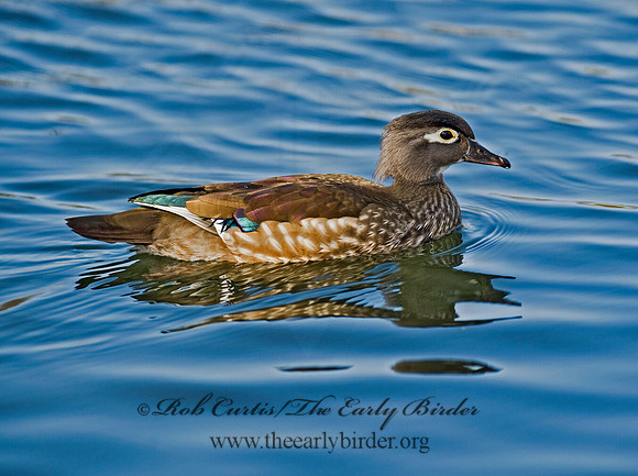 Aix sponsa  WOOD DUCK 8012316