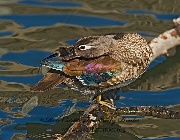 Aix sponsa  WOOD DUCK 8012330