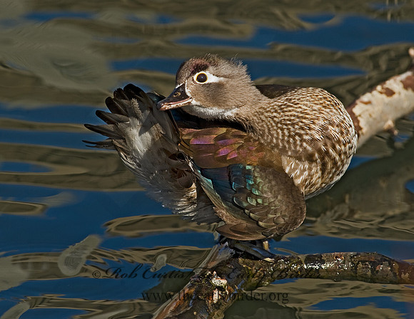 Aix sponsa  WOOD DUCK 8012334