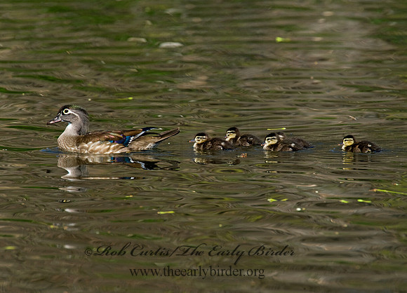 Aix sponsa  WOOD DUCK 8012900