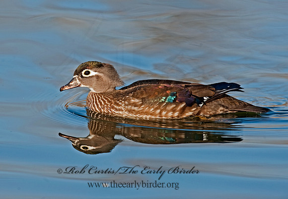 Aix sponsa  WOOD DUCK 8025032