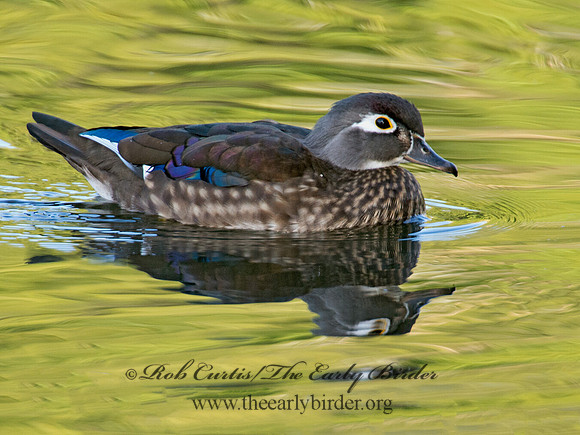 Aix sponsa  WOOD DUCK 9005553