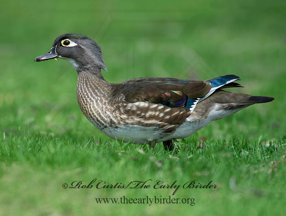 Aix sponsa  WOOD DUCK 9010349