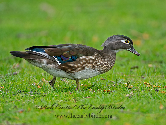 Aix sponsa  WOOD DUCK 9010336