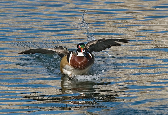 Aix sponsa  WOOD DUCK 6021705