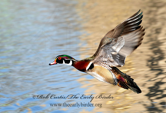 Aix sponsa  WOOD DUCK 8002633a