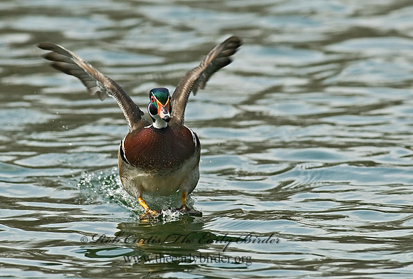 Aix sponsa  WOOD DUCK 7001932